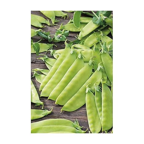 POIS CAROUBY DE MAUSSANE - 150 G