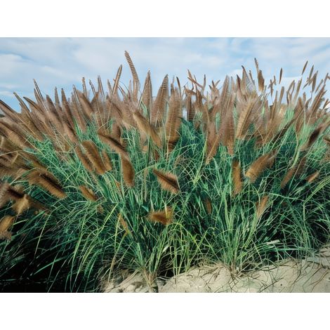 Gardenaria Pennisetum alopecuroides 'Moudry' - Graminacea ornamentale da esterno - Altezza: 40 cm (vaso 17) (1/4)