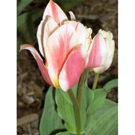 Tulipe greigii 'Quebec' Bulbe calibre 11+ (par 10) (1/2)