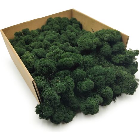 Muschio di renna - finlandese - pulito - verde scuro - 50 g netti
