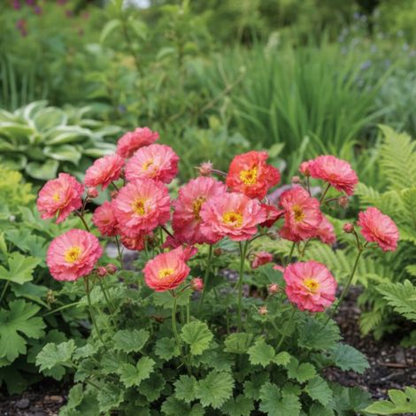 Benoîte Bohema Pink/Lot de 5 godets