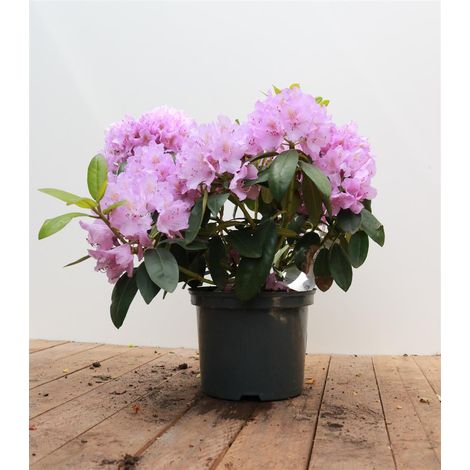 Catawba-Rhododendron 'Grandiflorum' Rhododendron PG 1 'Cataw. Grandiflorum' 4L 30- 40