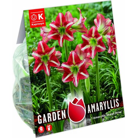 Bulbi di Amaryllis Ocean Drive 1pz Kapiteyn