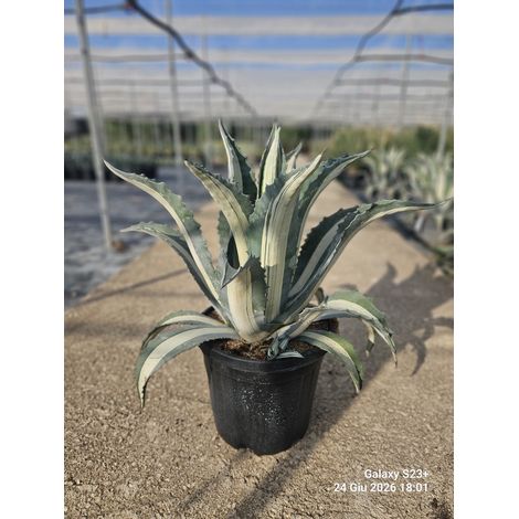 AGAVE AMERICANA MEDIOPICTA ALBA VASO 40 (E.Q.) (1/4)