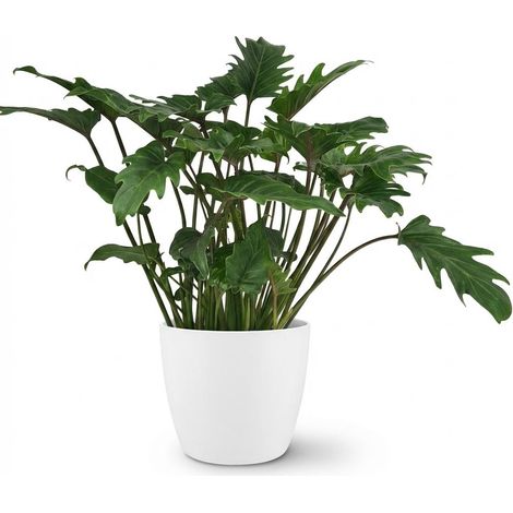 Plante d'intérieur Philodendron Xanadu avec Pot Blanc - Hauteur 60 cm - Entretien Facile - PANGIVO (1/5)