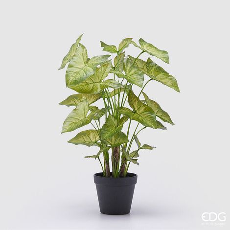 EDG Enzo De Gasperi Caladium con Vaso Artificiale H 47 Cm Green