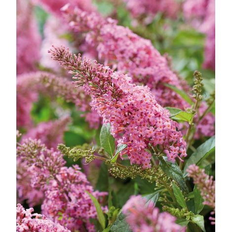 BUDDLEYA BUTTERFLY CANDY LITTLE PINK IN VASO DA 17CM