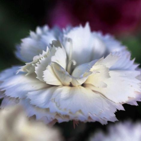 3 Oeillets 'Haytor White' (Dianthus 'Haytor White') (1/5)