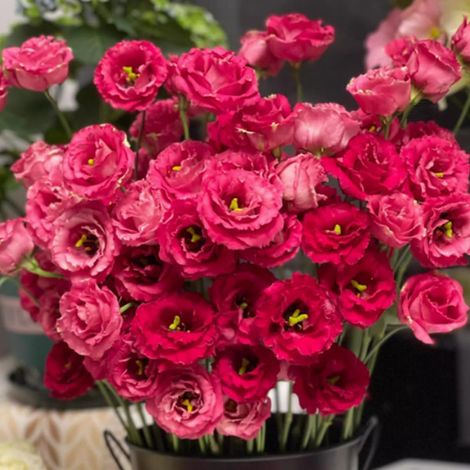 3000 Graines de Lisianthus Rouge – Fleurs Jardin Intenses Plantation Facile (1/4)