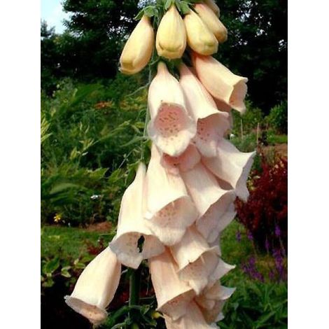 Digitale, Gant de Notre dame 'Sutton's Apricot' Godet de 7/8 cm (1/2)