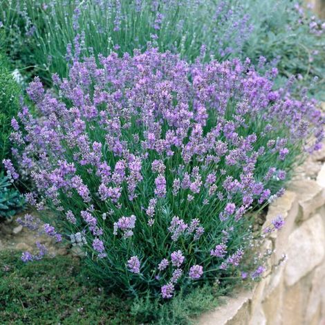 Lavande (Lavandula Angustifolia) - Bleue naine - Vivace - Attire les abeilles et les papillons - Fleurs coupées - Parfumée (1/3)