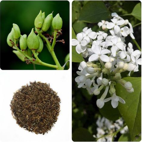 Graines de lilas blanc 20 g – Pour jardins et bordures, fleurs parfumées, attire pollinisateurs, facile à cultiver (1/5)