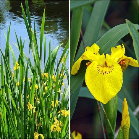 Pack de 4 Plantas de Lirio Amarillo. IRIS Pseudacorus