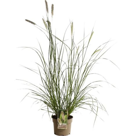 Herbe aux écouvillons - Pennisetum alopecuroides pot 3L (1/2)