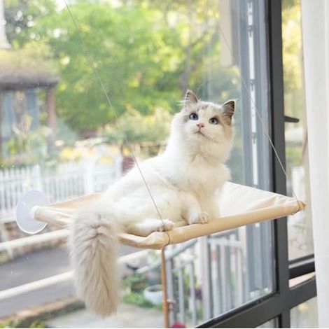 Davanzale per gatti con ventose resistenti. Amaca trasparente per gatti. Accessorio per balcone. Amaca a forma di casetta per finestra. Beige. (1/5)