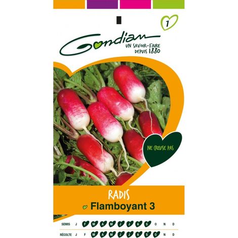 Gondian - Radis Flamboyant 3
