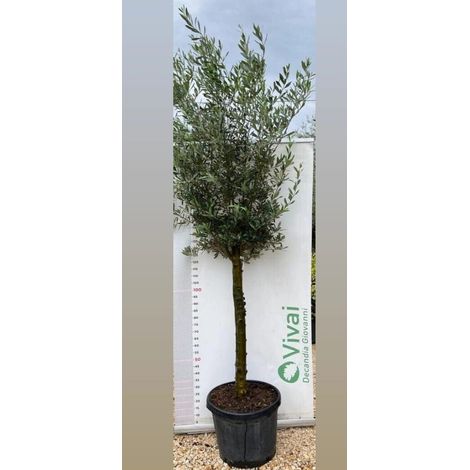 ALBERO DI ULIVO 'OLEA EUROPAEA ORNAMENTALE' IN VASO 50