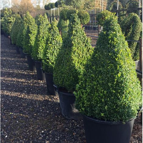 Bosso comune "Buxus sempervirens" pianta a cono (forma piramidale) in mastello di varie dimensioni - Pianta in mastello ø40 h 120 cm