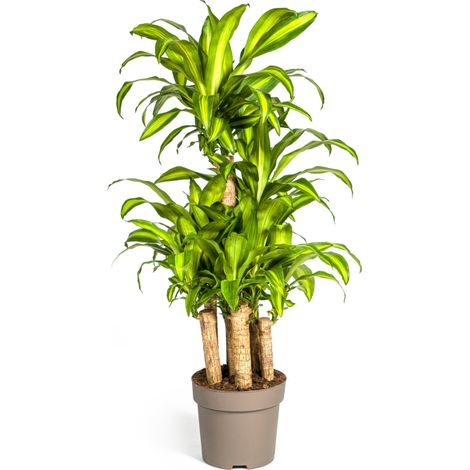 Dracaena Fragrans Massangeana Carrousel - Plante d'Intérieur Verte et Jaune - Ø30 cm - 130-150 cm - PANGIVO
