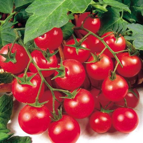 Graines de Tomate Cerise ‘Millénaire’ – 1000 Graines – Variété Sucrée – Culture Jardin Balcon Potager (1/4)