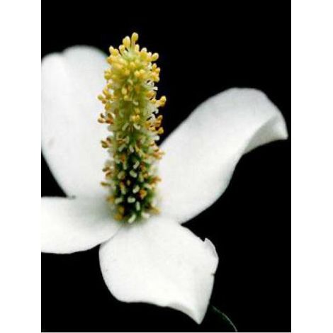 Houttuynia cordata, poivrier de Chine Godet de 8/9 cm