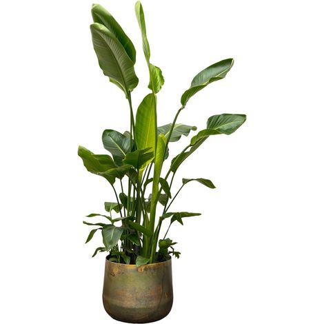 Strelitzia Nicolai XXL Oiseau du Paradis Blanc Plante Verte d'Intérieur et Extérieur 250 cm ø40 cm - PANGIVO (1/5)