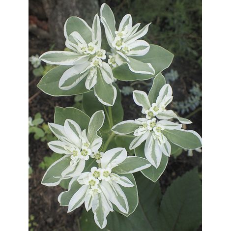 Euphorbe annuelle panaché 'Kilimanjaro' le sachet de 100 graines (2g)