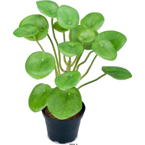 Plante Oreilles éléphant factice en pot H25cm D20cm feuille latex vert (1/3)