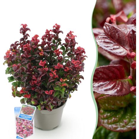 Arbuste Persistant Leucothoe Curly Red - Décoration Jardin et Terrasse - Pot 17cm - Hauteur 40cm - PANGIVO (1/5)