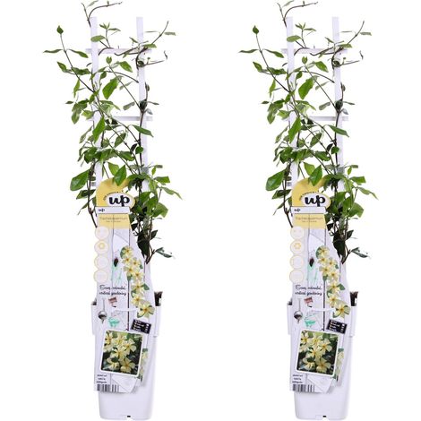 Lot de 2 Jasmins Étoilés Trachelospermum Star of Toscana Grimpants Fleurs Jaunes Parfumées H65cm - PANGIVO