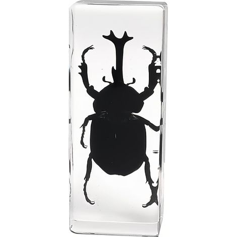 Coléoptère Rhinocéros Véritable - Spécimen D'insecte Authentique Pour Collection Et éducation - 1 Pièce (1/5)