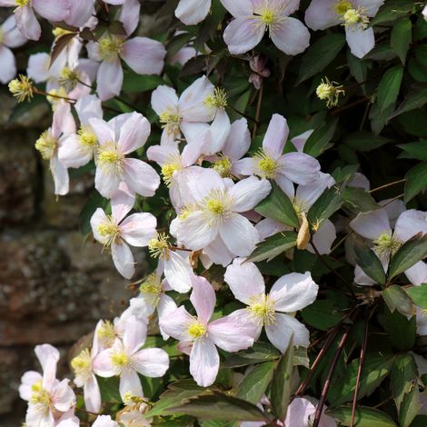 Clematite - Clematis montana Fenne Pot 19cm Espalier (1/2)