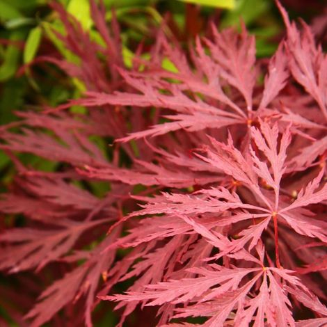 Érable du Japon Deshojo, Acer palmatum/Pot de 4L - 40/60 cm
