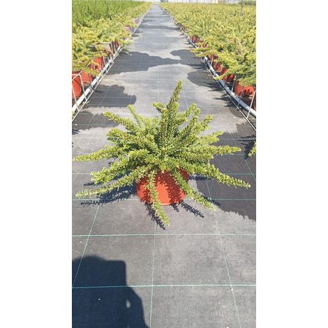 Grevillea Mount Tamboritha Pot 18 cm Persistant Tapissant à Fleurs (1/3)