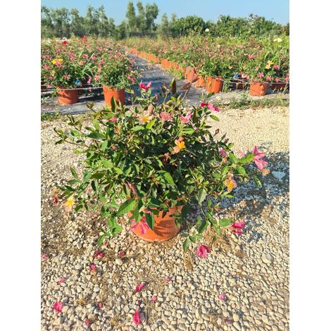 Rosa Mutabilis Pot 24 cm Buisson Ancien ou Espalier Libre (1/4)