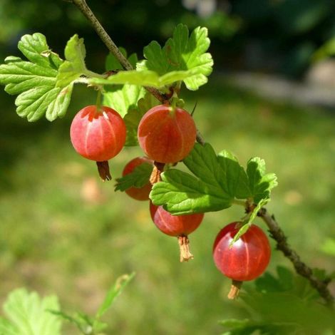 PIANTA DI UVA SPINA ROSSA in vaso 16/18 (foto reali)