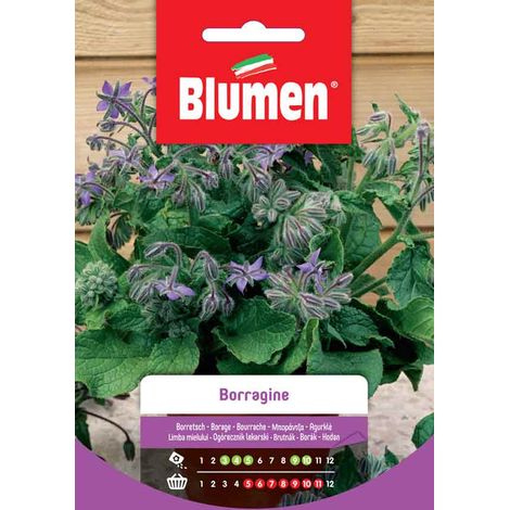 SEMI DI BORRAGINE