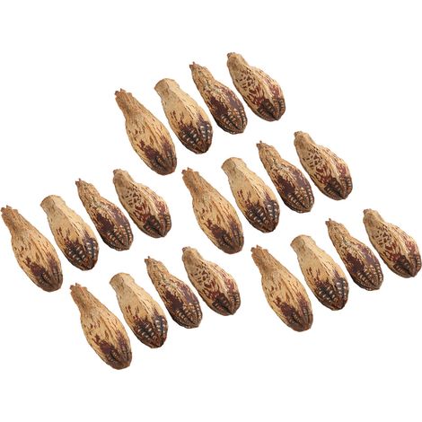 Sachet de 5 noix à mâcher pour perroquets - Soulage l'ennui, stimule la mastication, noix séchées décoratives naturelles pour la maison (1/5)