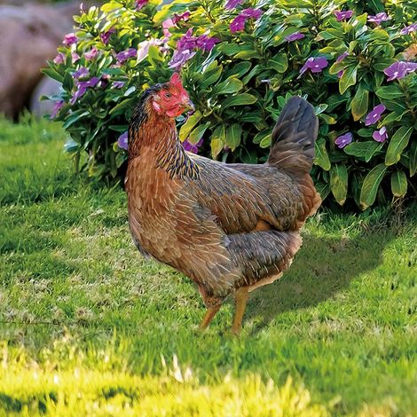 Piquets décoratifs de jardin en forme de coq, décoration extérieure, ornements de poulet - 12 (1/4)
