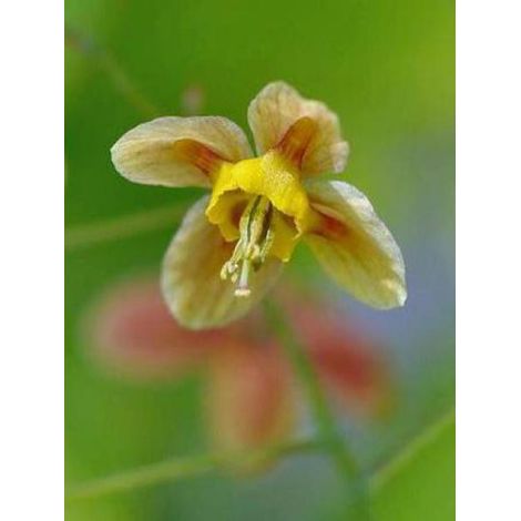 Fleur des elfes pubigerum 'Oranjekönigin' (1/3)