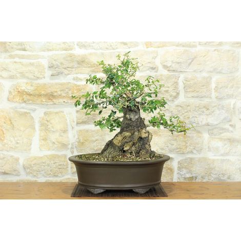 Bonsai di Phillyrea (37) (1/5)
