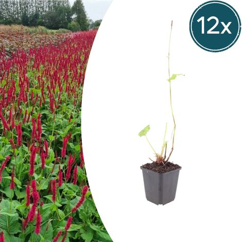 Lot de 12 Persicaria amplexicaulis 'Blackfield' Renouée Fleurs Rouge Foncé Pot Ø9cm 10-25cm - PANGIVO (1/5)