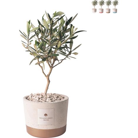 Souvenir avec plant d'olivier en pot de ciment cementino Industrial - Beige (1/3)