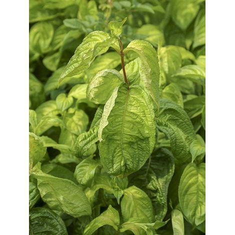 Weigela 'Lime Monster' Pot de 3L/4L (1/2)