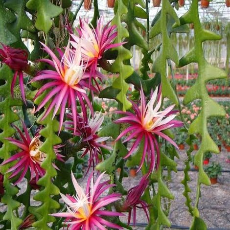 epiphyllum anguliger zig zag 1 talee/cuttings pink