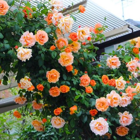 Semillas de rosas 200 – semillas de rosas trepadoras – flores durante todo el año, flores bonitas, para siembra en balcón, patio y jardín (1/5)