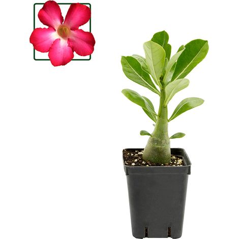Adenium Obesum Pink - rosa del deserto - vaso quadro 7x7x8 cm (1/2)