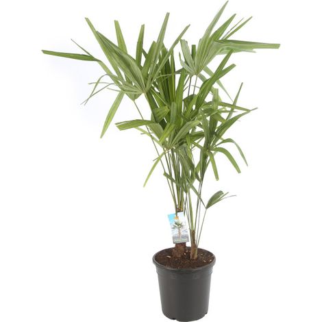 Palmier chanvre Trachycarpus fortunei Pot 24cm