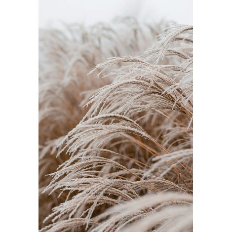 Tableau sur toile champ gelé 45x65 cm - Impression sur Toile Murale Décorative - Image imprimée en HD sur Toile - Toile sur Châssis en Bois FSC - Fabriqué en France
