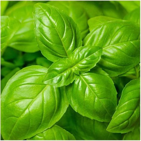 Semences de Basilic 50 pcs – Plante Aromatique pour Cuisine, Jardin et Balcon, Culture Facile et Polyvalente (1/4)